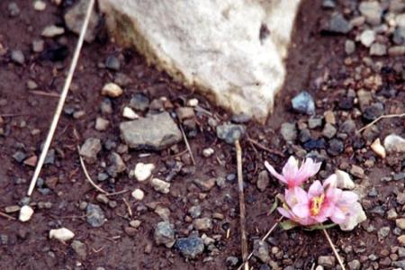 Bonjour  tout le monde